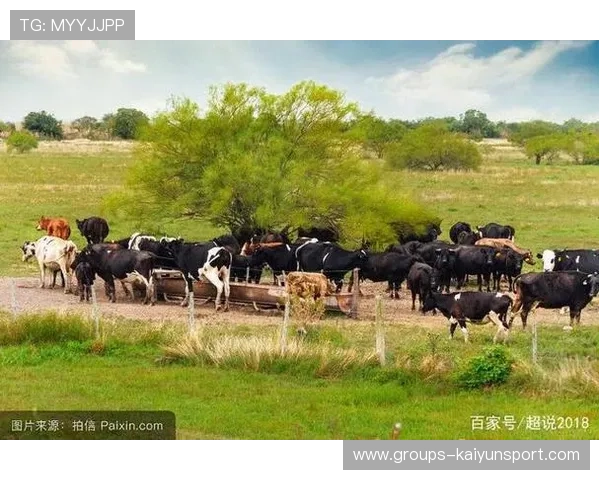 太阳下一步:能否把临时崛起变成常态? 太阳下一步:能否把临时崛起变成常态?